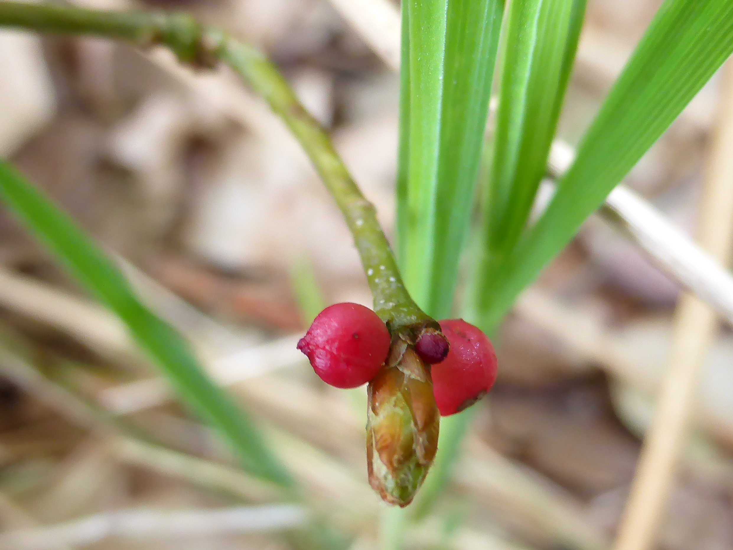 Knop met rode bessen